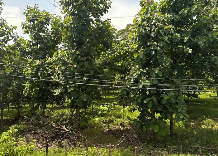 Karao -guanacaste Airport Hotel